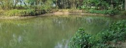 image-of-a-beautiful-village-pond-the-village-of-kushtia-bangladesh-asia-lovely-nature-photo