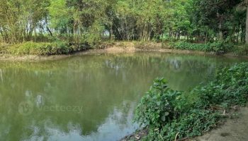 image-of-a-beautiful-village-pond-the-village-of-kushtia-bangladesh-asia-lovely-nature-photo