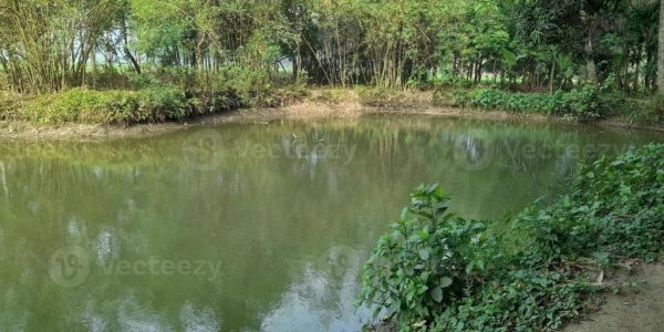 image-of-a-beautiful-village-pond-the-village-of-kushtia-bangladesh-asia-lovely-nature-photo